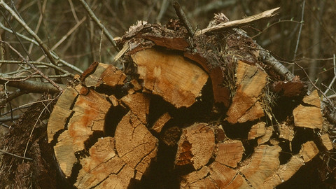abgesägter Baum auf Waldboden