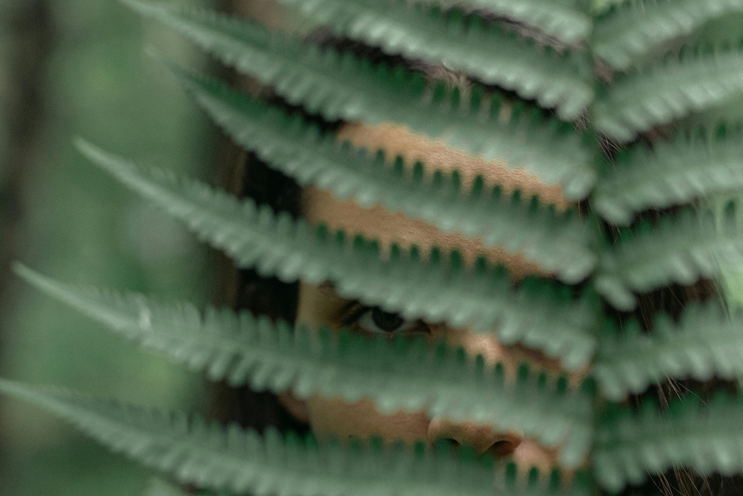 Bild eines Farnblattes, hinter dem eine Person hervorschaut