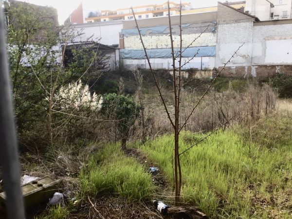 Foto von Brachland. Hinter einem Bretterzaun sieht man die Häuser einer Stadt. Im Vordergrund steht ein kahler Baum