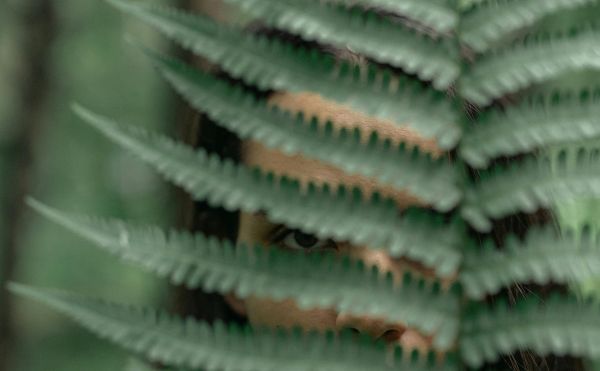 Tarnen in Farnen Frau versteckt sich hinter einem Farnzweig