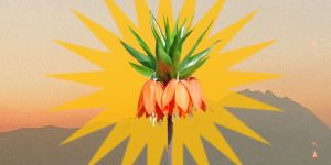 Bildcollage aus einer Berglandschaft, einem gelben Stern und einer roten Blume